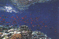 Fischschule am Riff