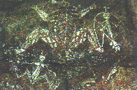 Felsmalereien am Uluru