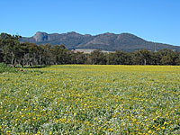 Mount Barker, WA